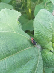 Rhodobaenus