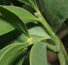 Psittacanthus schiedeanus