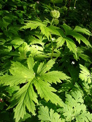 Hydrophyllum tenuipes