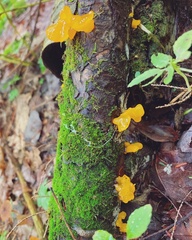Tremella mesenterica