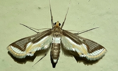 Eoophyla