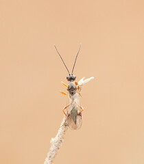 Proctotrupidae