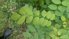 Robinia pseudoacacia