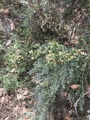 Baccharis pilularis