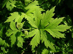 Hydrophyllum tenuipes