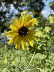 Helianthus