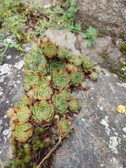 Sempervivum globiferum