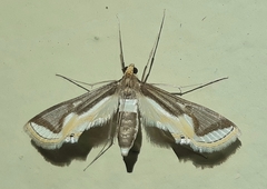 Eoophyla