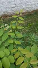 Robinia pseudoacacia