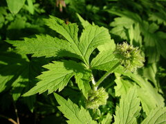 Hydrophyllum tenuipes