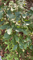 Ilex mucronata