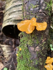Tremella mesenterica