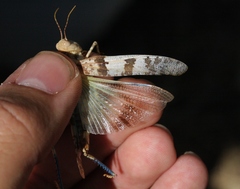 Trimerotropis bifasciata