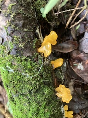 Tremella mesenterica