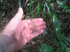 Diarrhena obovata
