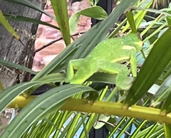 Anolis equestris