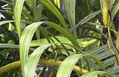 Anolis equestris