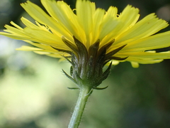 Picris hieracioides