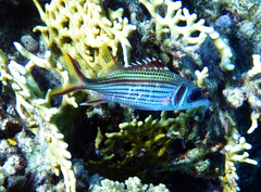 Neoniphon sammara