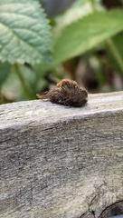 Zygaenoidea