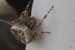 Larinioides patagiatus