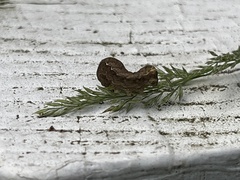Nematocampa resistaria