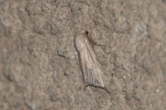 Mythimna riparia