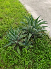 Agave desmettiana