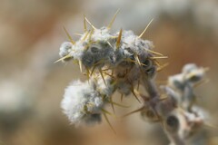 Sclerolaena cornishiana