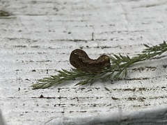 Nematocampa resistaria