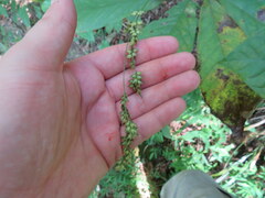 Diarrhena obovata