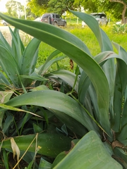 Agave desmettiana