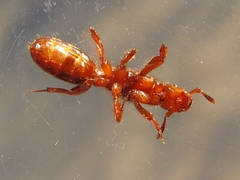 Lasius latipes