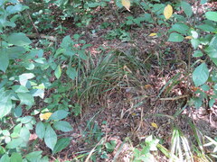 Diarrhena obovata