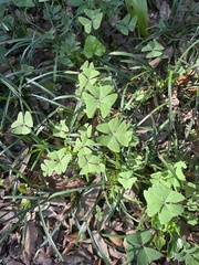 Oxalis latifolia