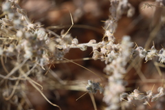 Sclerolaena cornishiana