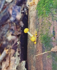 Pluteus chrysophlebius