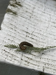 Nematocampa resistaria