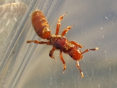 Lasius latipes