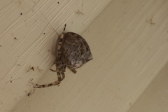 Larinioides patagiatus