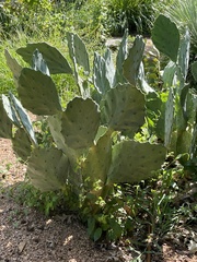 Opuntia orbiculata