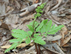 Sceptridium biternatum