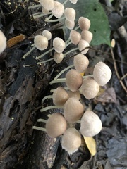 Coprinellus