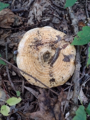 Lactarius psammicola
