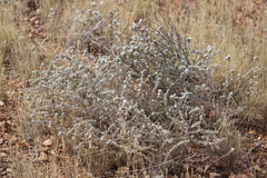 Sclerolaena cornishiana