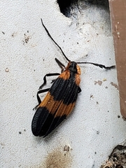 Calopteron