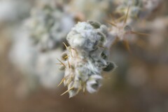 Sclerolaena cornishiana