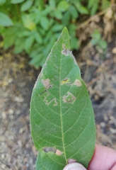 Stigmella longisacca