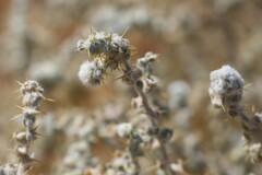 Sclerolaena cornishiana