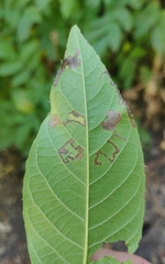 Stigmella longisacca